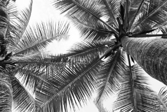 Bild von Coconut trees