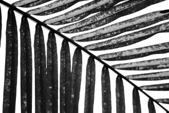 Attēls Palm in Black and White