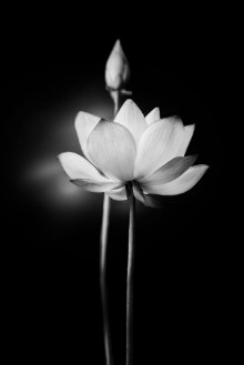 Afbeeldingen van White Lotus Flower