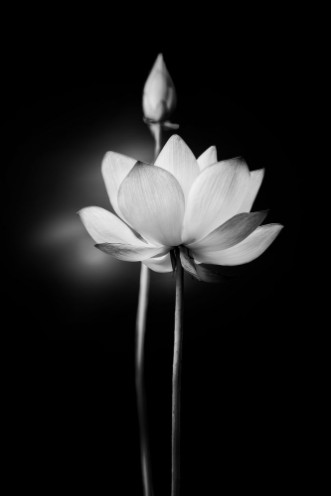 Picture of White Lotus Flower