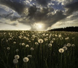 Image de Dandelions