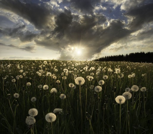 Picture of Dandelions