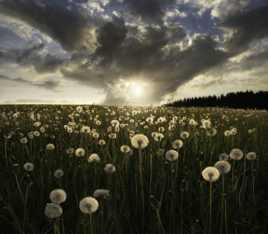 Picture of Dandelions
