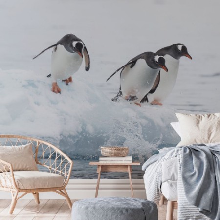 Picture of Gentoo Penguins
