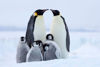 Obrázek Emperor Penguins with Chicks