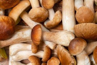 Bild von Boletus Edulis
