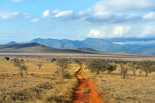 Picture of Tree in the Savannah of Tsavo