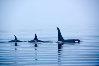 Bild på Orca Family