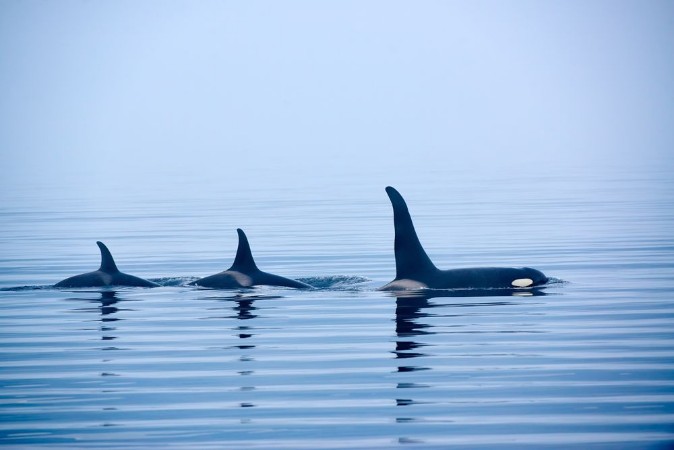 Image de Orca Family