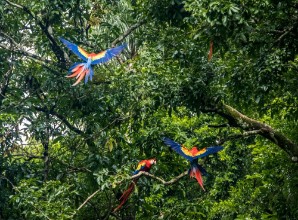 Picture of Scarlet Macaws