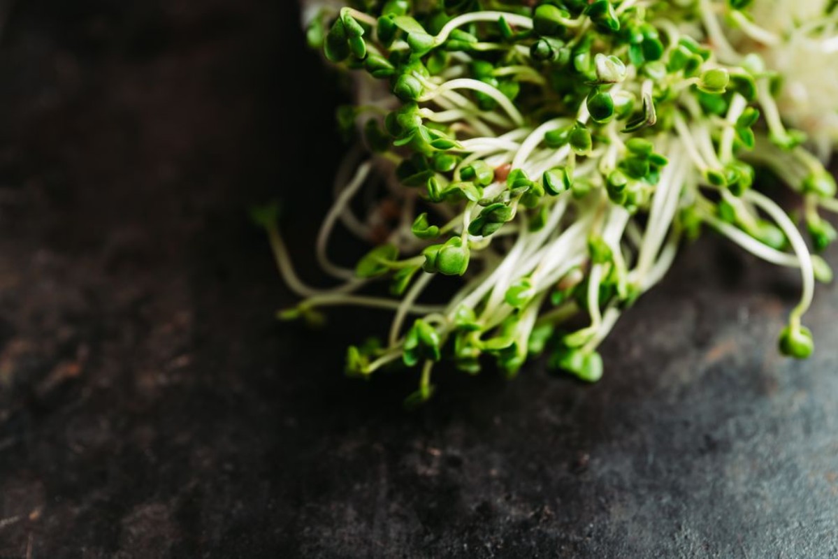 Kép Microgreen