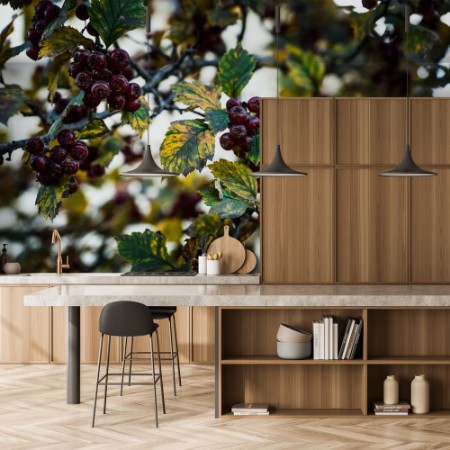 Picture of Ripe Hawthorn