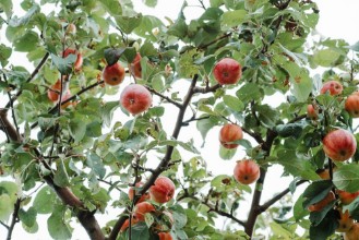 Εικόνα της The Apple Tree