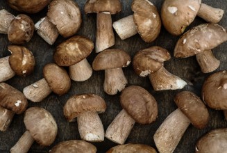 Εικόνα της Porcini Mushrooms