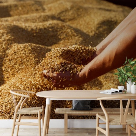 Picture of Wheat Grains