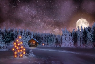 Picture of Christmas Tree in the Black Forest