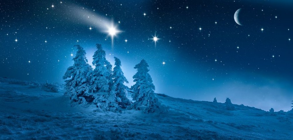 Picture of Winter Forest