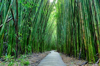 Immagine di Bamboo Forest