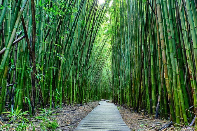 Picture of Bamboo Forest