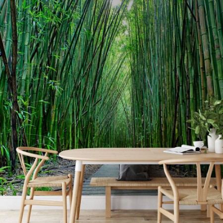 Picture of Bamboo Forest