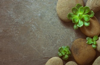 Picture of Spa background with Stones and Succulents