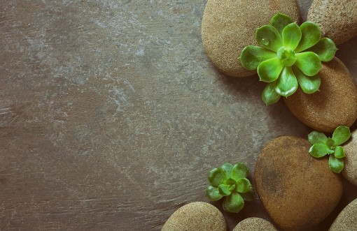 Spa background with Stones and Succulents photowallpaper Scandiwall