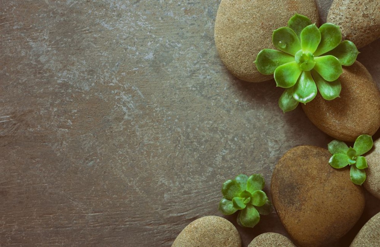 Image de Spa background with Stones and Succulents