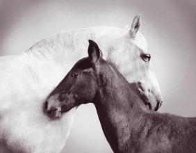 Pilt Andalusian Mare with Foal