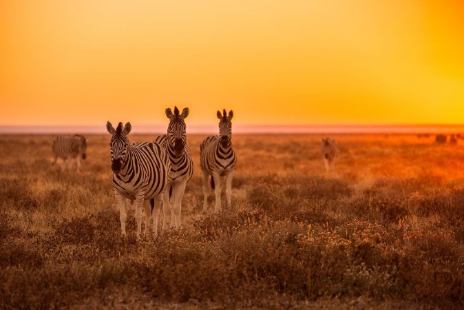 Picture of Herd of Zebra
