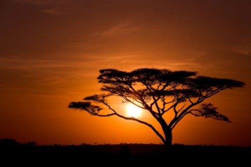 Picture of Acacia Tree Against Sunrise Tanzania