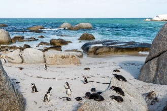 Immagine di African Jackass Penguins