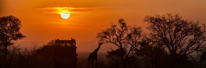Pilt African Safari Sunset
