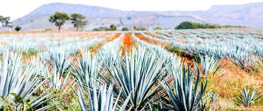 Picture of Agave Tequila Landscape