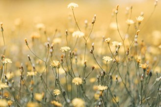 Image de Daisy Flowers