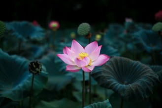 Imagen de Lotus Flower