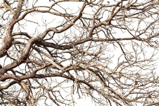 Slika Tree twigs with bare trunks and branches