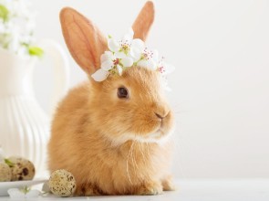 Obrazek Little Easter Rabbit