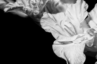 Bild von Black and white gladiolus