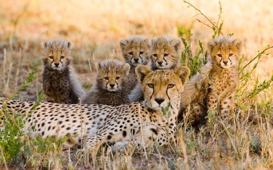 Afbeeldingen van Familie cheeta's