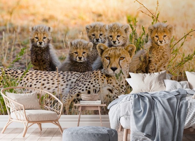 Picture of Familie av geparder