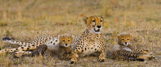 Picture of Mother cheetah and her cubs in the savannah Kenya Tanzania Africa National Park Serengeti Maasai Mara An excellent illustration