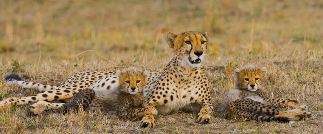 Picture of Mother cheetah and her cubs in the savannah Kenya Tanzania Africa National Park Serengeti Maasai Mara An excellent illustration