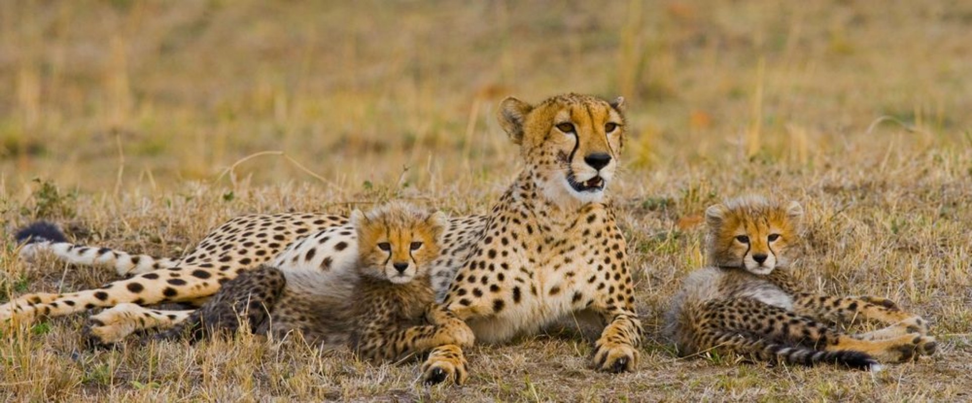Afbeeldingen van Mother cheetah and her cubs in the savannah Kenya Tanzania Africa National Park Serengeti Maasai Mara An excellent illustration