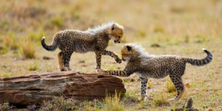 Picture of Cheetah cubs play with each other in the savannah Kenya Tanzania Africa National Park Serengeti Maasai Mara An excellent illustration