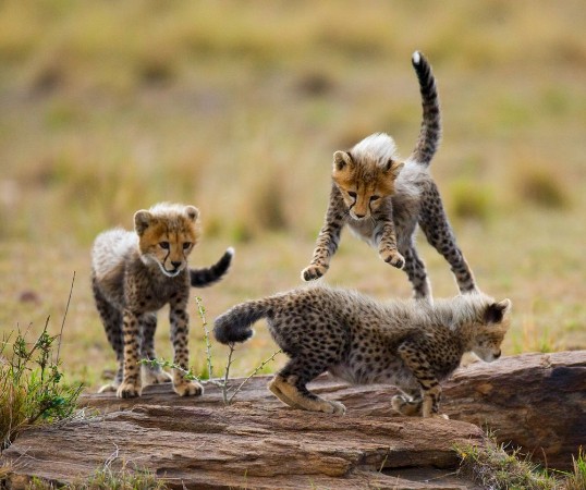 Cheetah cubs play with each other in the savannah Kenya Tanzania Africa National Park Serengeti Maasai Mara An excellent illustration photowallpaper Scandiwall