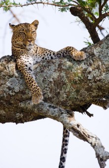 Picture of Leopard is lying on a tree National Park Kenya Tanzania Maasai Mara Serengeti An excellent illustration