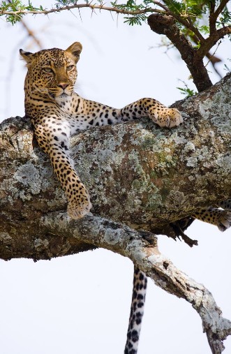 Image de Leopard is lying on a tree National Park Kenya Tanzania Maasai Mara Serengeti An excellent illustration