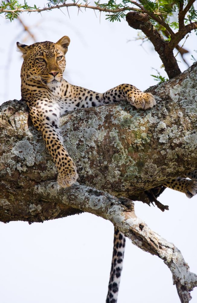 Picture of Leopard is lying on a tree National Park Kenya Tanzania Maasai Mara Serengeti An excellent illustration