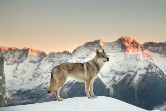 Picture of Lupo dei Carpazi Cecoslovacco