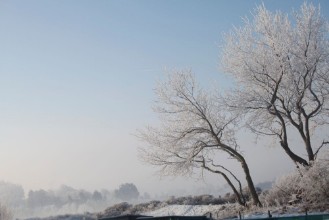 Picture of Bevroren bomen in duinlandschap
